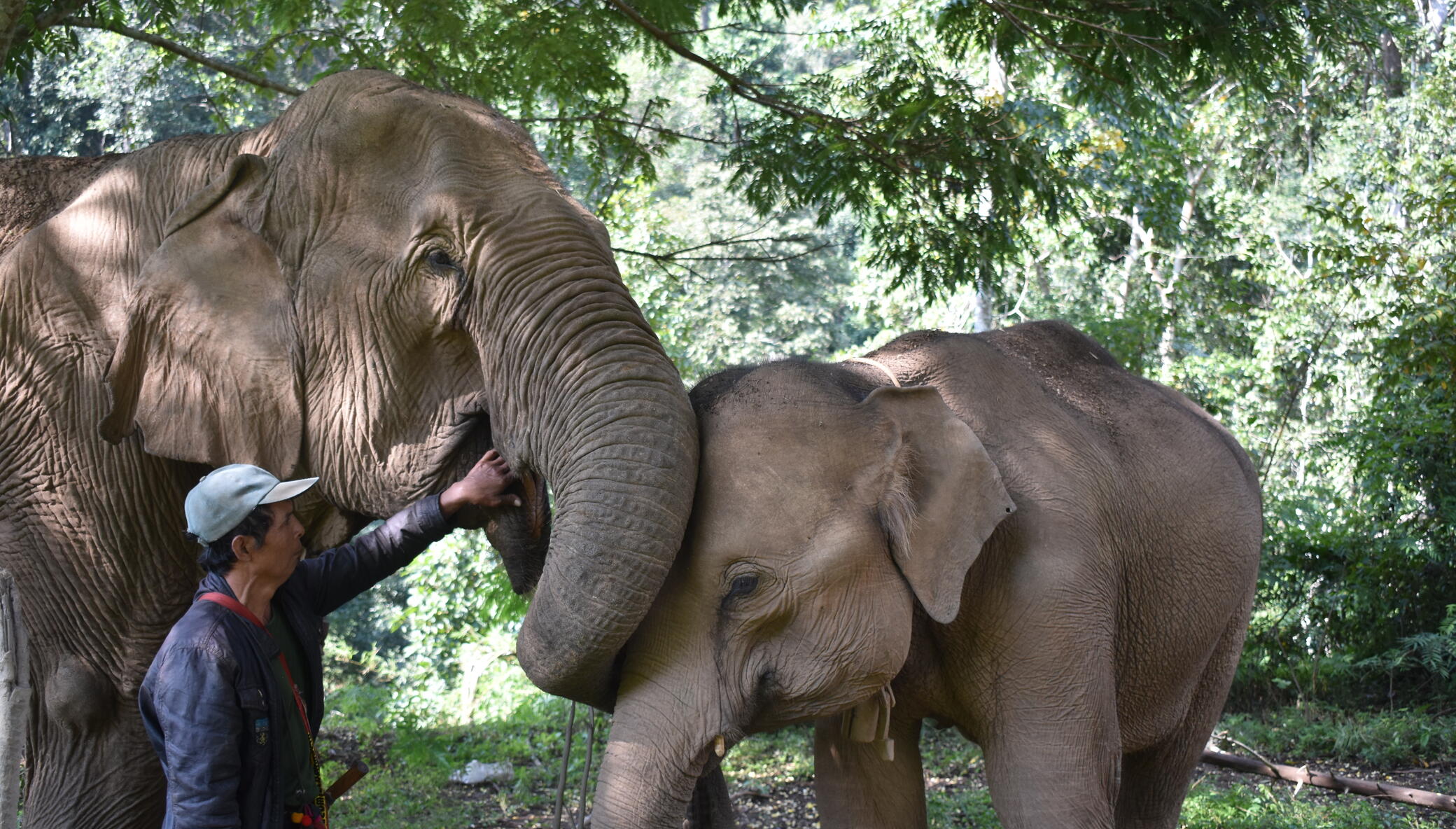 Save and Rescue an Asian Elephant Today